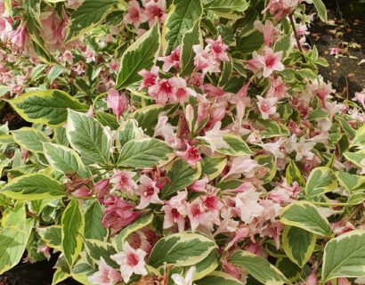Weigela florida ‘Nana Variegata’ - weigela