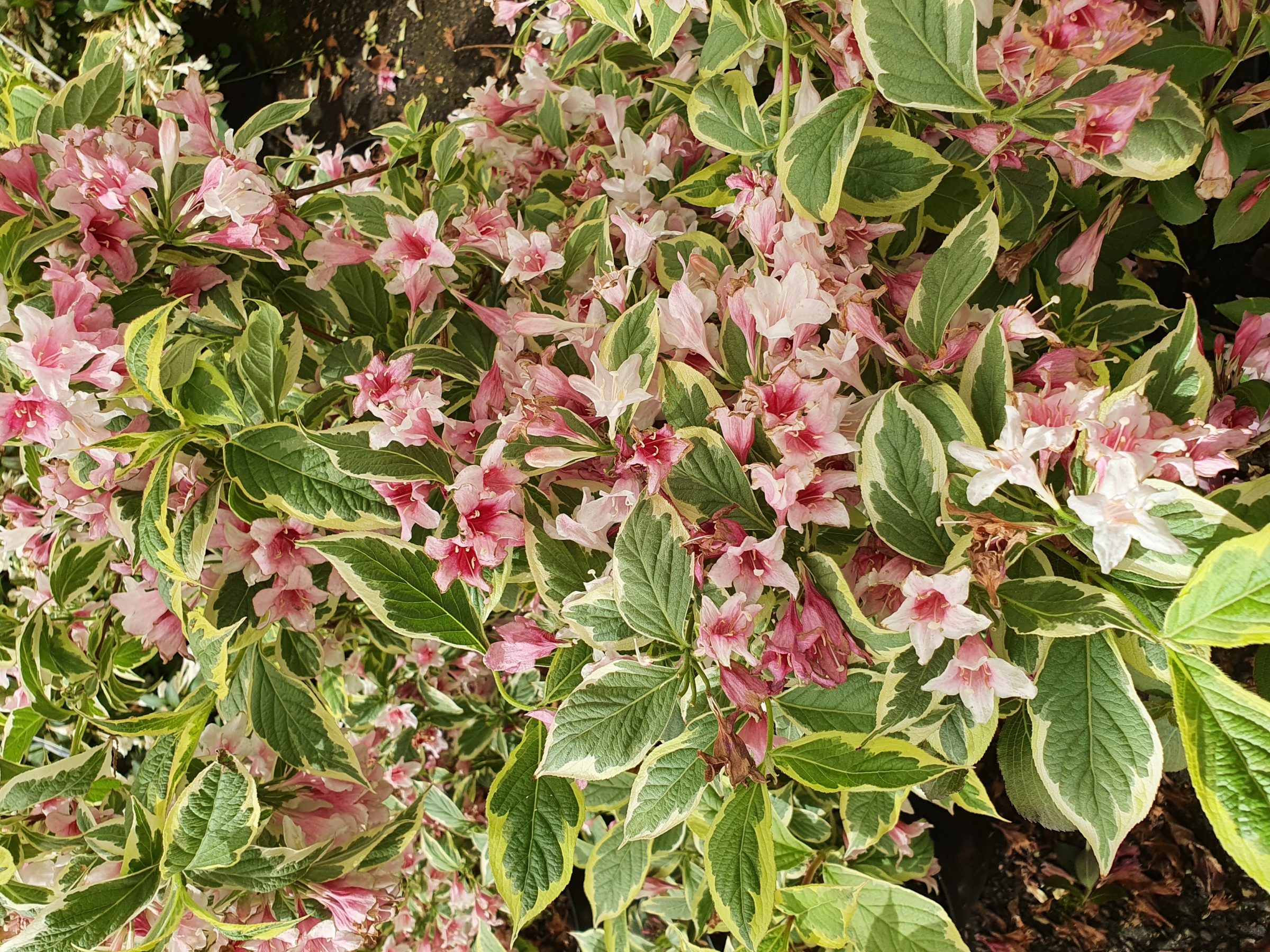 Weigela florida ‘Nana Variegata’ - weigela