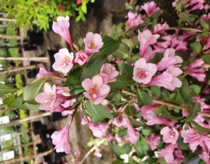 Weigela florida ‘Purpurea’ - weigela