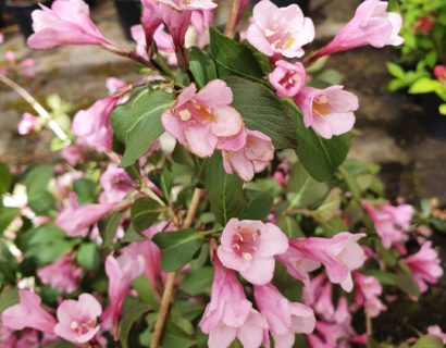 Weigela florida ‘Purpurea’ - weigela