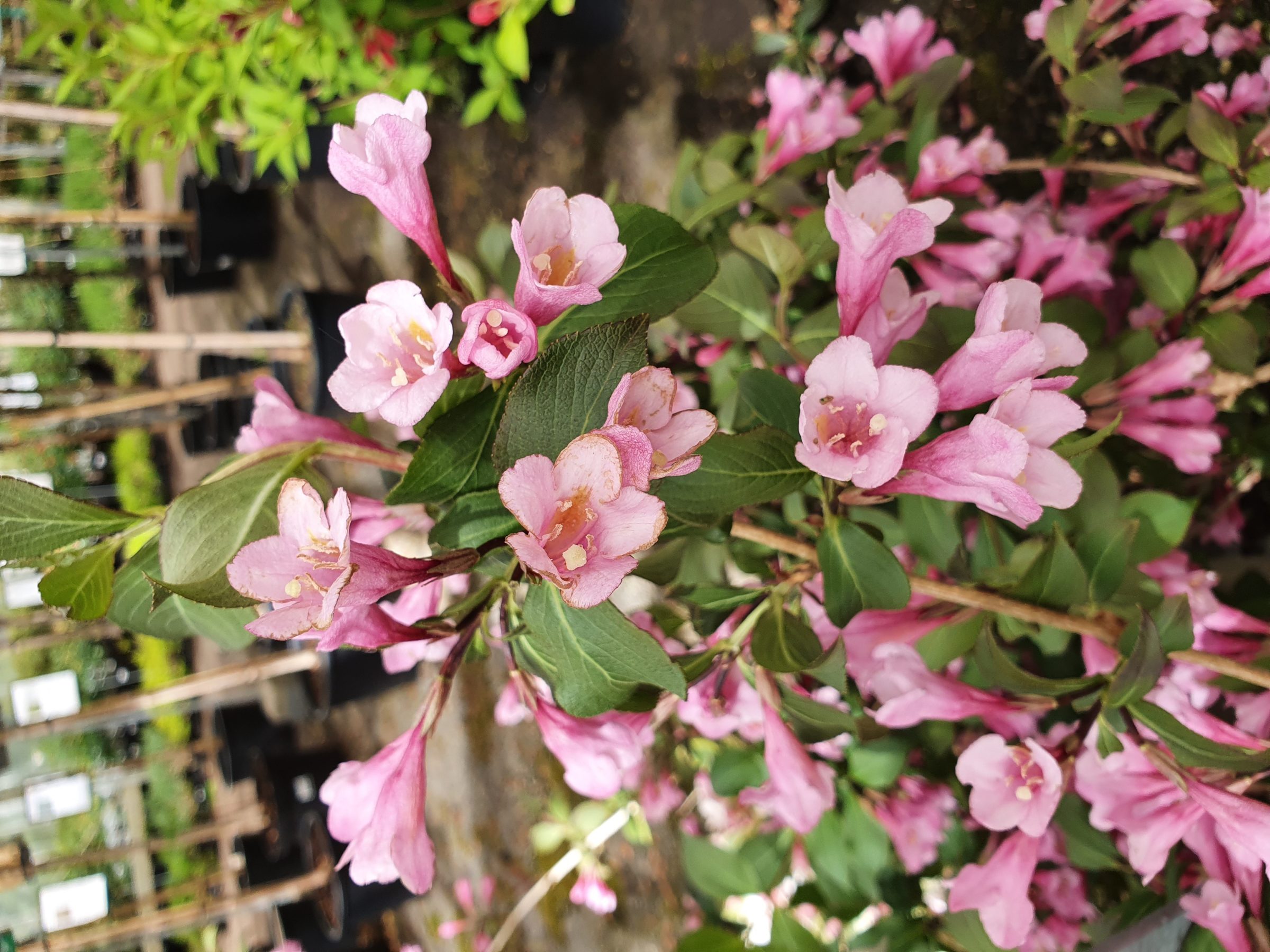 Weigela florida ‘Purpurea’ - weigela