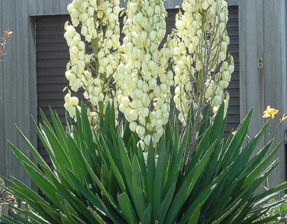 Yucca filamentosa - palmlelie