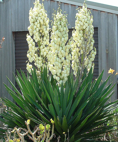 Yucca filamentosa - palmlelie