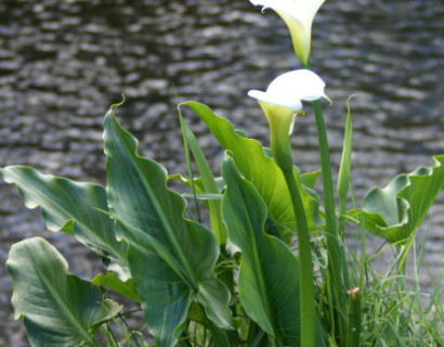 Zantedeschia aethiopica - moeras aronskelk