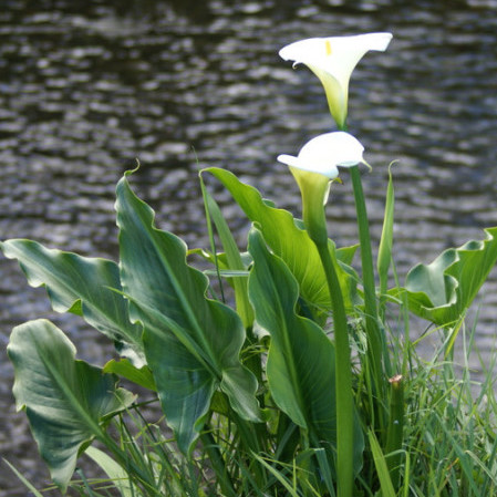 Zantedeschia aethiopica - moeras aronskelk