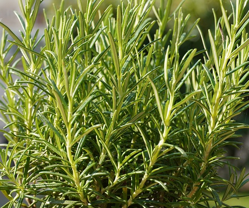 Rosmarinus officinalis - rozemarijn