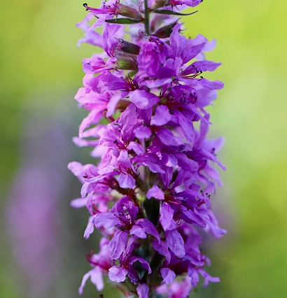 Lythrum salicara - kattestaart