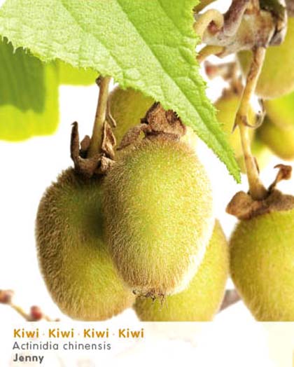 Actinidia chinensis ‘Jenny’ - kiwi