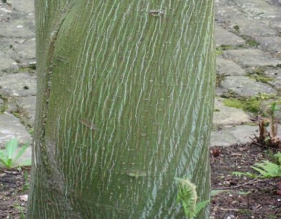Acer davidii - streepjes-esdoorn