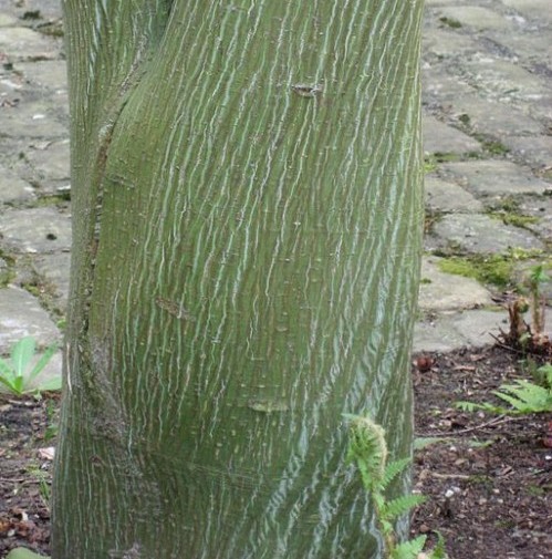 Acer davidii - streepjes-esdoorn