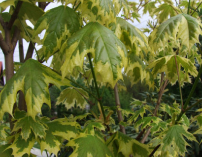 Acer platanoides ‘Drummondii’ boom