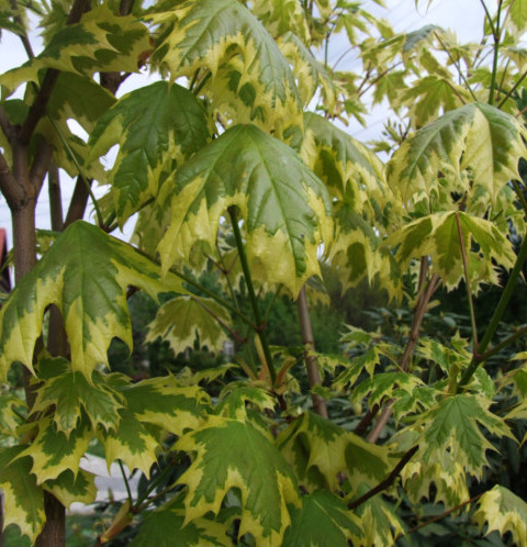 Acer platanoides ‘Drummondii’ op stam - bontbladige esdoorn