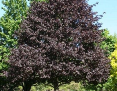 Acer platanoides ‘Faassen’s Black’