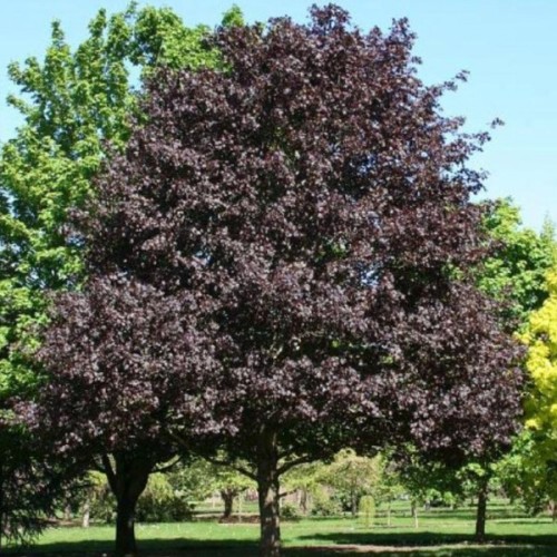 Acer platanoides ‘Faassen’s Black’ - roodbladige esdoorn