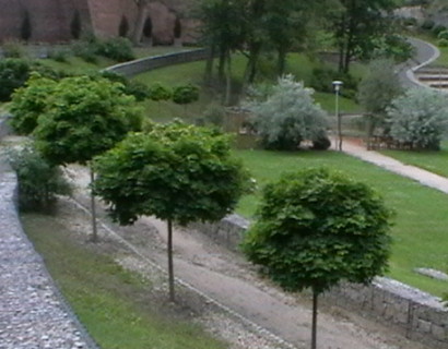 Acer platanoides ‘Globosum’ bolvorm op stam - Bolesdoorn bolvorm op stam