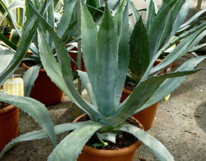 Agave americana