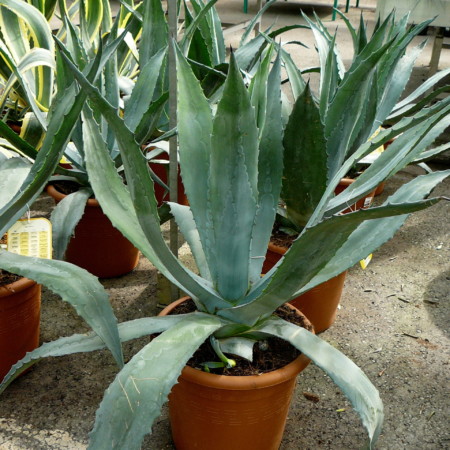 Agave americana - honderdjarige Aloë