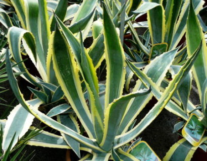 Agave americana ‘Variegata’ pot 12 liter - honderdjarige Aloë