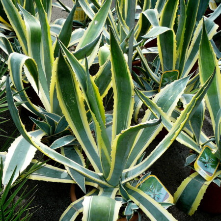 Agave americana ‘Variegata’ - honderdjarige Aloë