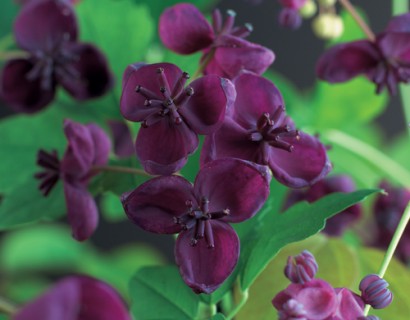 Akebia quinata pot 2 liter - schijnaugurk