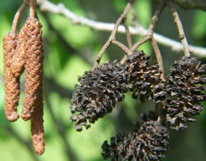 Alnus glutinosa - zwarte els