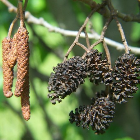 Alnus glutinosa - zwarte els