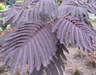 Albizia julibrissin ‘Summer Chocolate’ boom - Perzische slaapboom