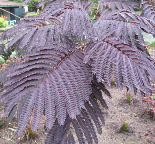 Albizia julibrissin ‘Summer Chocolate’ boom - Perzische slaapboom