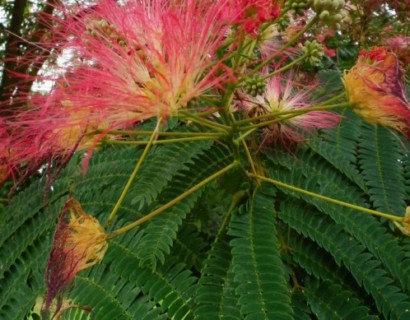 Albizia julibrissin boom - Perzische slaapboom