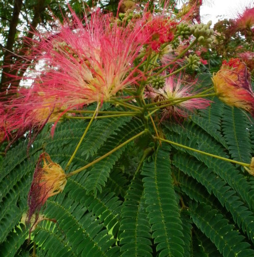 Albizia julibrissin boom - Perzische slaapboom