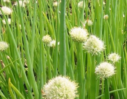 Allium fistulosum - grove bieslook