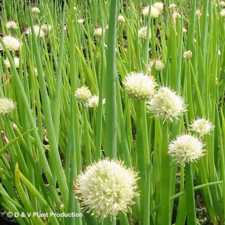 Allium fistulosum - grove bieslook