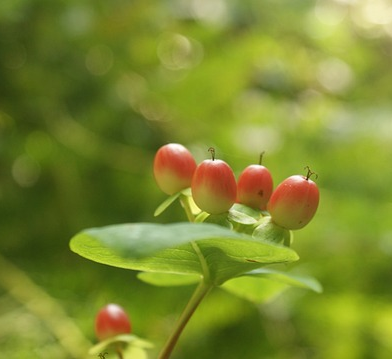 Hypericum inodorum ‘Magical Beauty’ - hertshooi