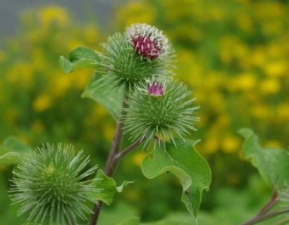 Arctium lappa - kliswortel