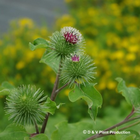 Arctium lappa - kliswortel