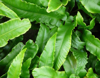 Asplenium scolopendrium - tongvaren