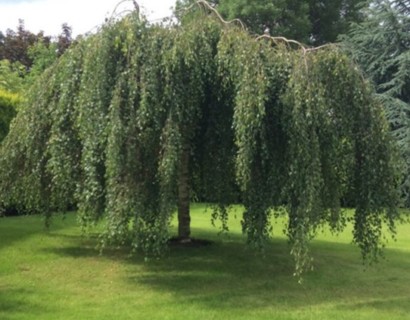 Betula pendula ‘Youngii’ - prieelberk