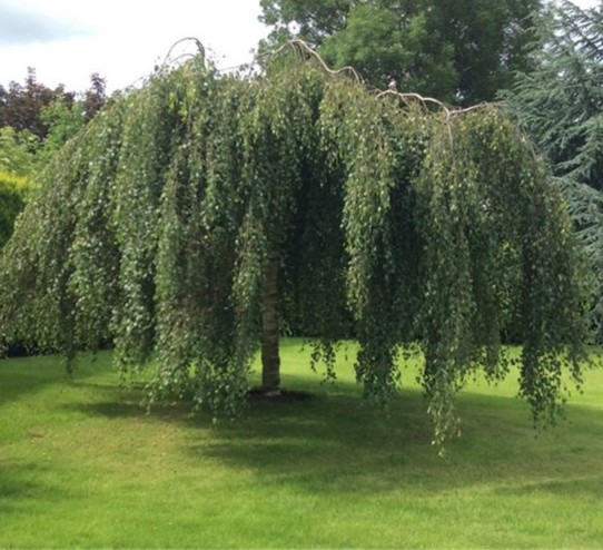 Betula pendula ‘Youngii’ - prieelberk