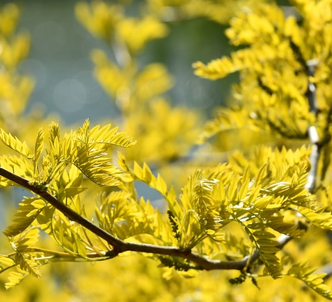 Gleditsia triacanthos ‘Sunburst’ - Amerikaanse christusdoorn