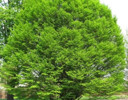 Carpinus betulus - haagbeuk