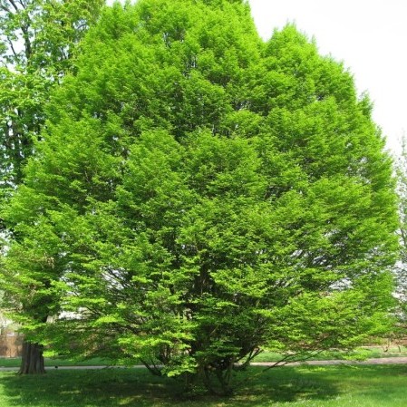 Carpinus betulus - haagbeuk