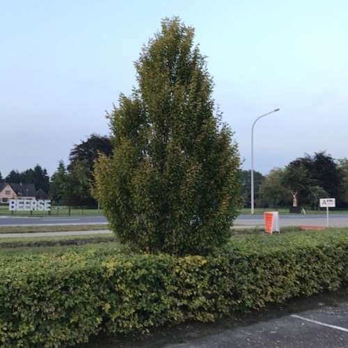 Carpinus betulus ‘Fastigiata’ - zuilvormige haagbeuk