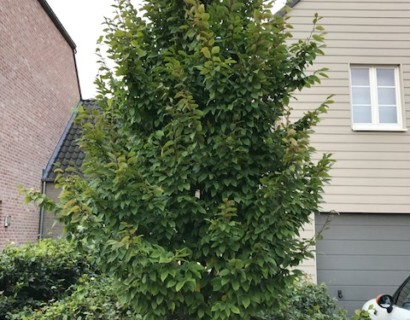 Carpinus betulus ‘Frans Fontaine’ - zuilvormige haagbeuk