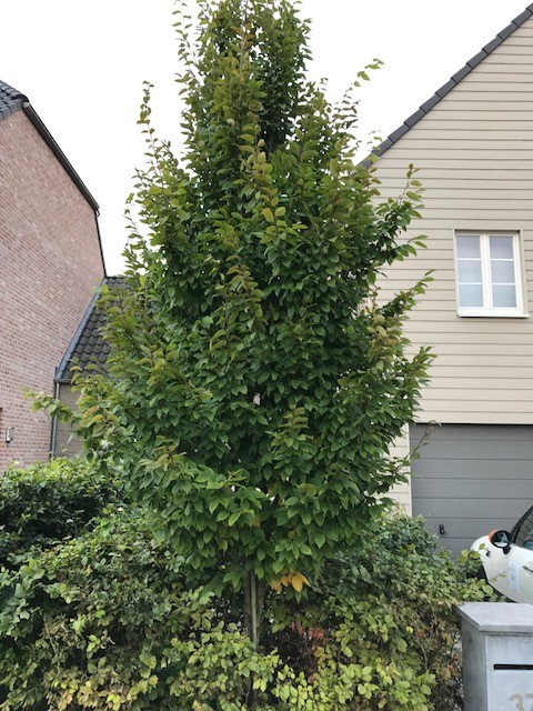 Carpinus betulus ‘Frans Fontaine’ - zuilvormige haagbeuk