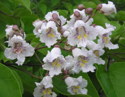 Catalpa bignonioides - trompetboom