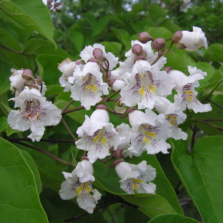 Catalpa bignonioides - trompetboom