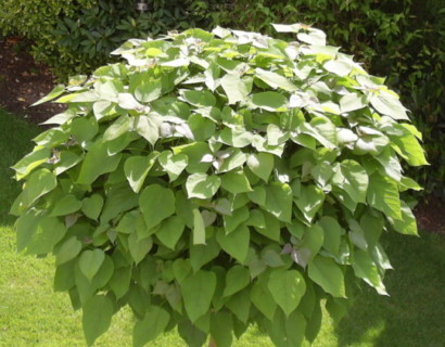 Catalpa bignonioides ‘Nana’ of bungei bolvorm op stam