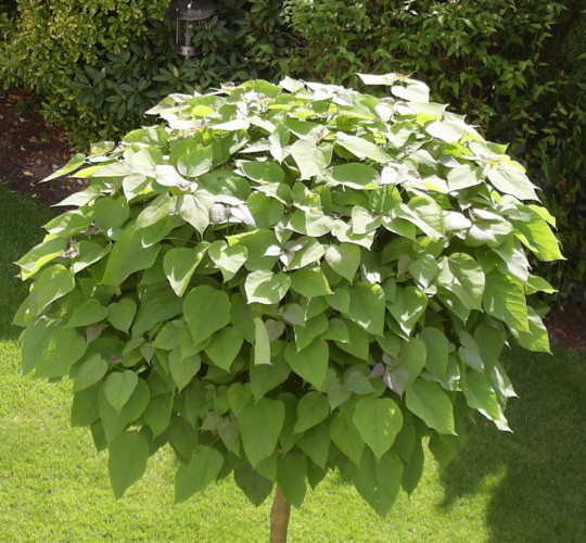 Catalpa bignonioides ‘Nana’ of bungei bolvorm op stam - Bolcatalpa bolvorm op stam