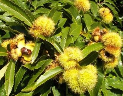 Castanea sativa - tamme kastanje