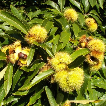 Castanea sativa - tamme kastanje